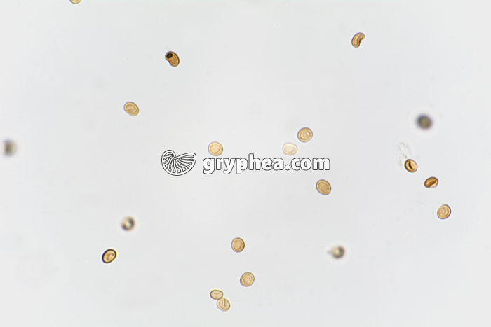 Spores de champignon x200 - gryphea.org